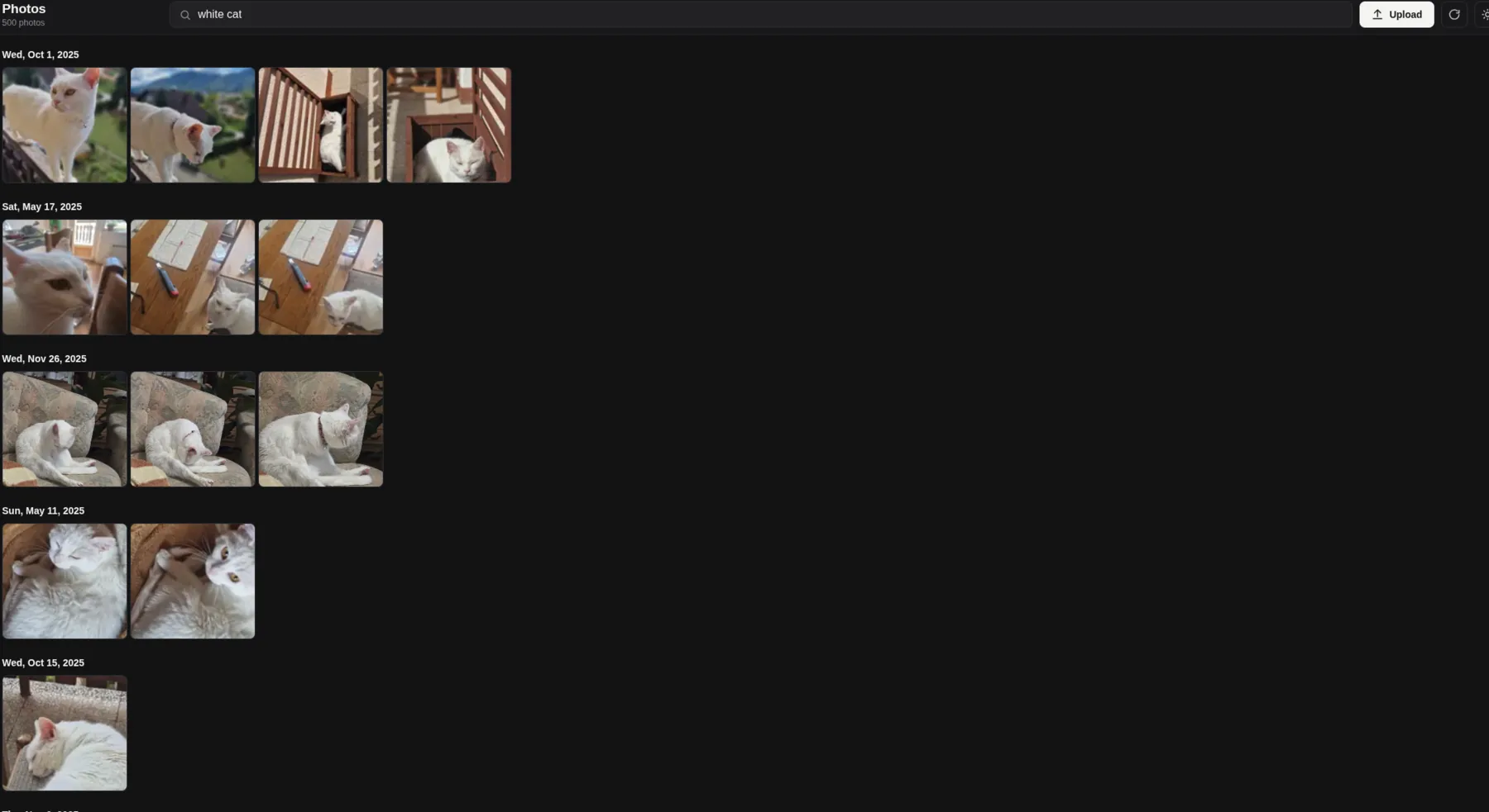 The web app searching for “white cat”, returning photos of a white cat across several years.